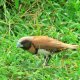 87- Petit oiseau 